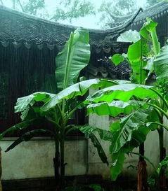 大蕉国产在线观看久,久违的国产佳作，带你领略独特魅力