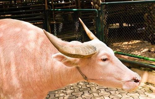 牛牛国产色在线,探寻国产动画的青春魅力