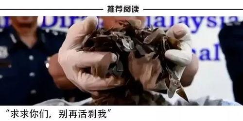 国产人在线图片视频播放,畅享高清图片与视频盛宴